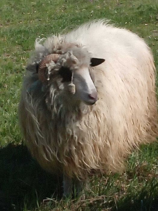 Noatină de vânzarea