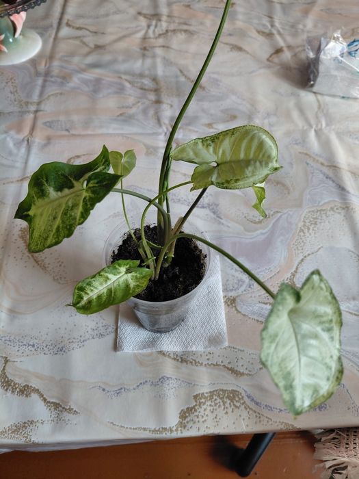 Продам  комнатные цветы.   Сингониум