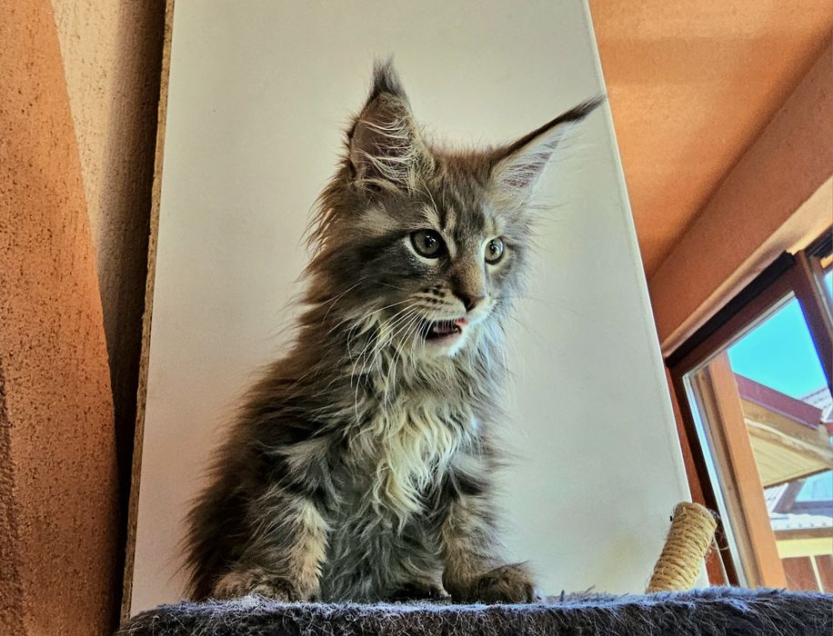 Maine coon ,2 luni