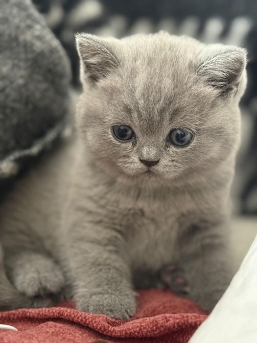 Британские котята голубого окраса
