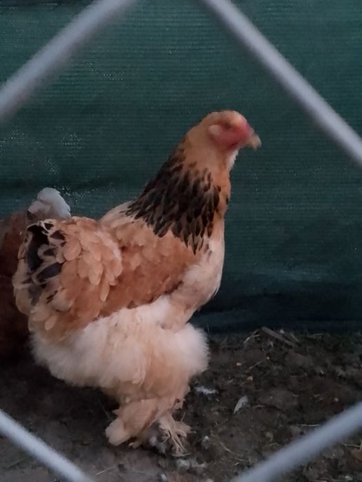 Găină brahma col galben negru!!!