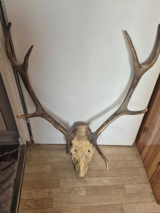 Трофей еленов череп