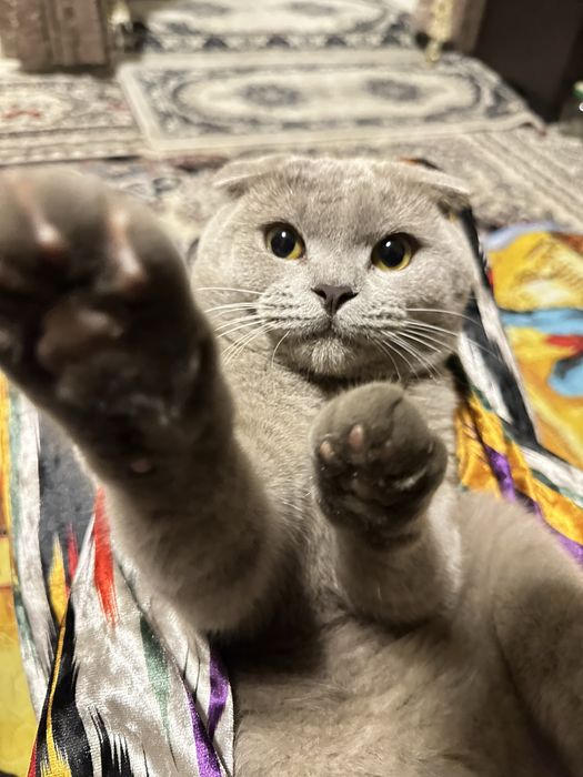 Вязка skotish  fold tozza qon mushuk qiz mushuklarni taklif qiladi