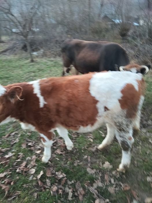 Vand vitea rasa de lapte