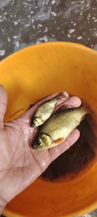 Рыбалка живцы карась