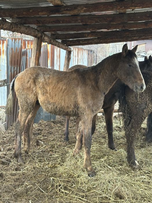 Тай жеребчик лошадь  тай