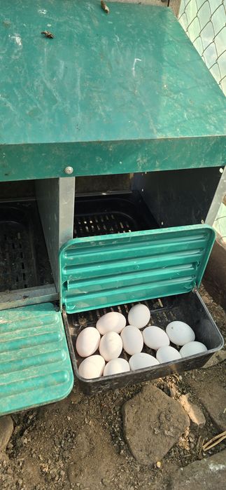Italiana perlat(lavanda)