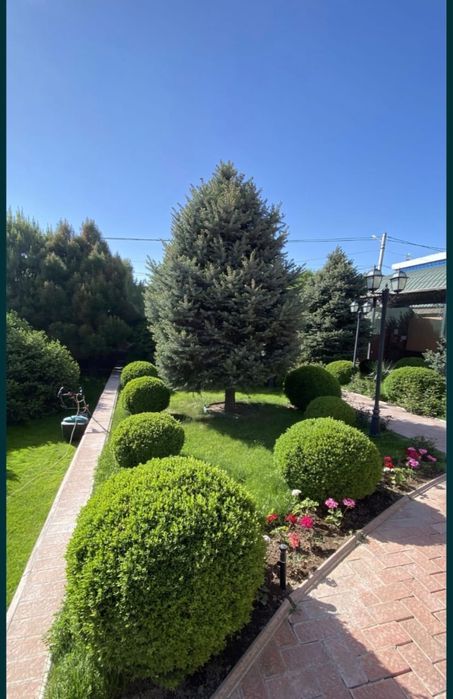 Газон и автополив