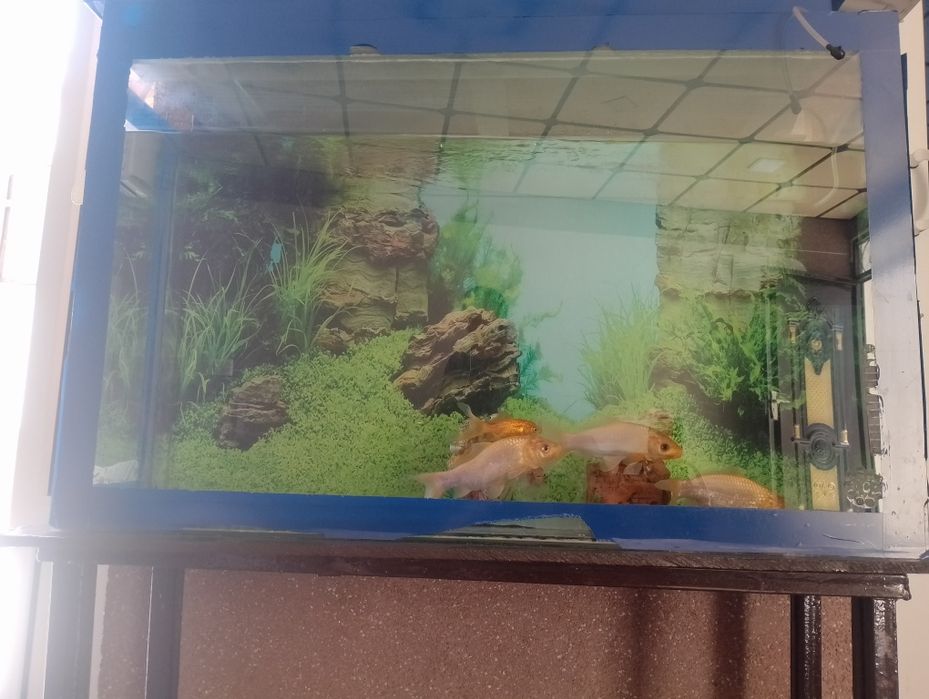 akvarium baliq s