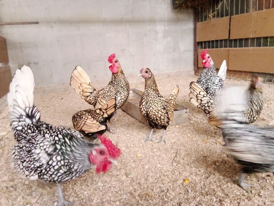 Pui si oua gaini de rasa