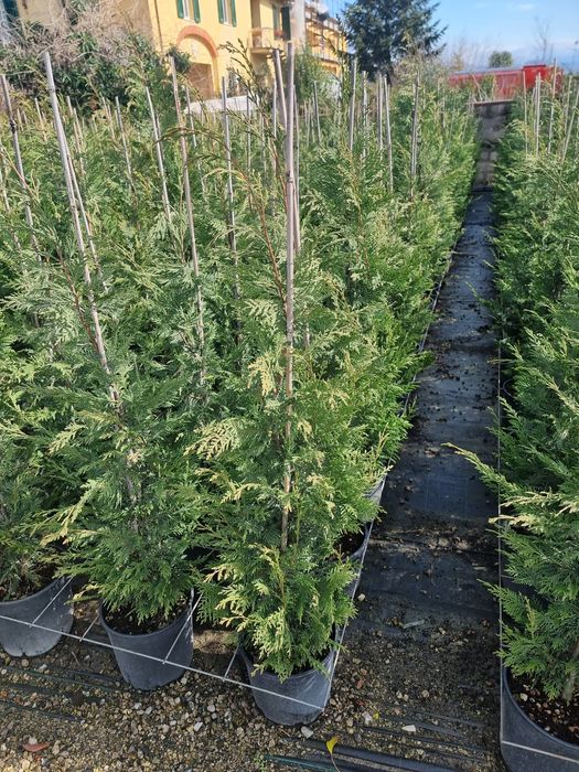 Tuia leylandi / Cedru pendulare/ Platani