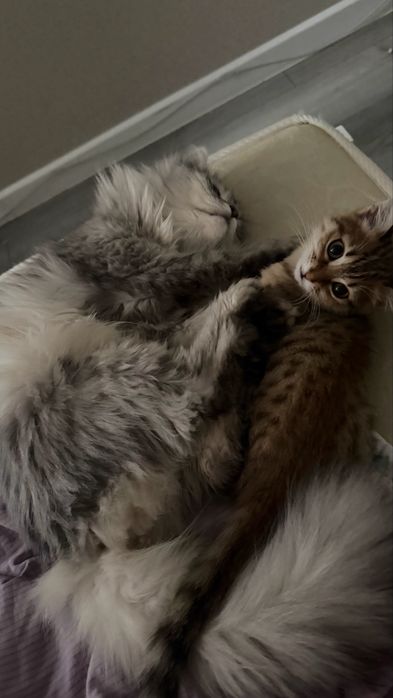кошка бесплатно , 3 мес. девочка