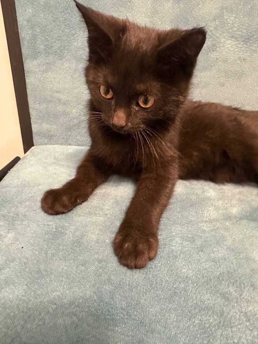 Отдам котят бесплатно