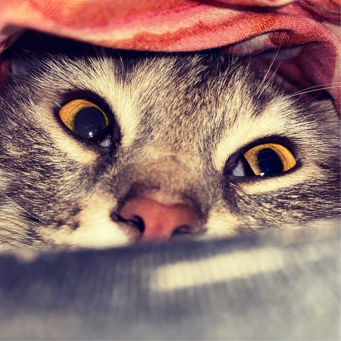 Шотландский прямоухий ищет дом