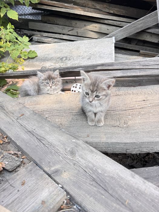Отдам котят в добрые руки