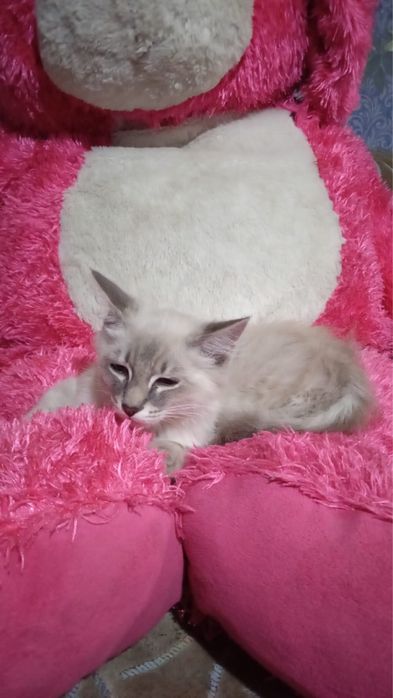 Котенок в добрые руки !