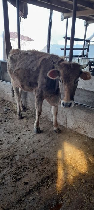 Продам стельную молочную первотелку.