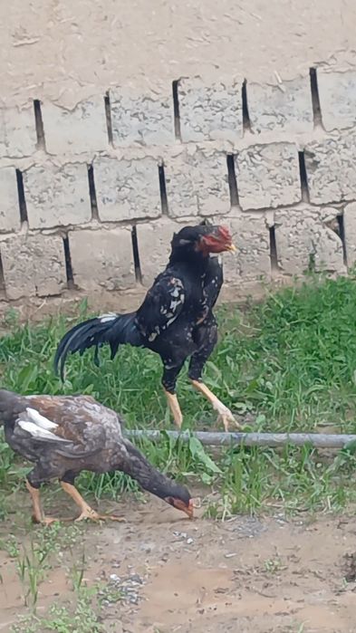 Империа шамо линиядан шу жўжа сотилади