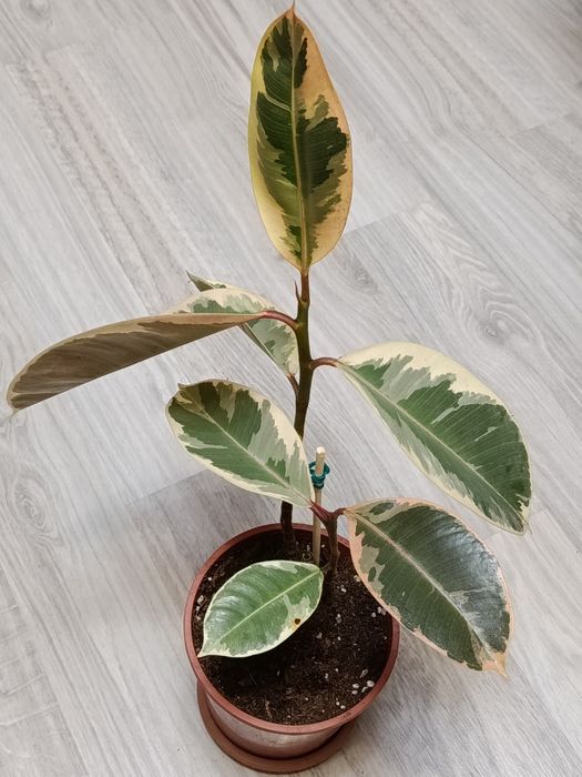 В продаже фикусы