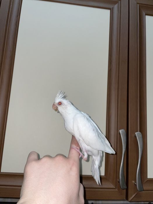 Продаются идеально ручный попугаи кореллы