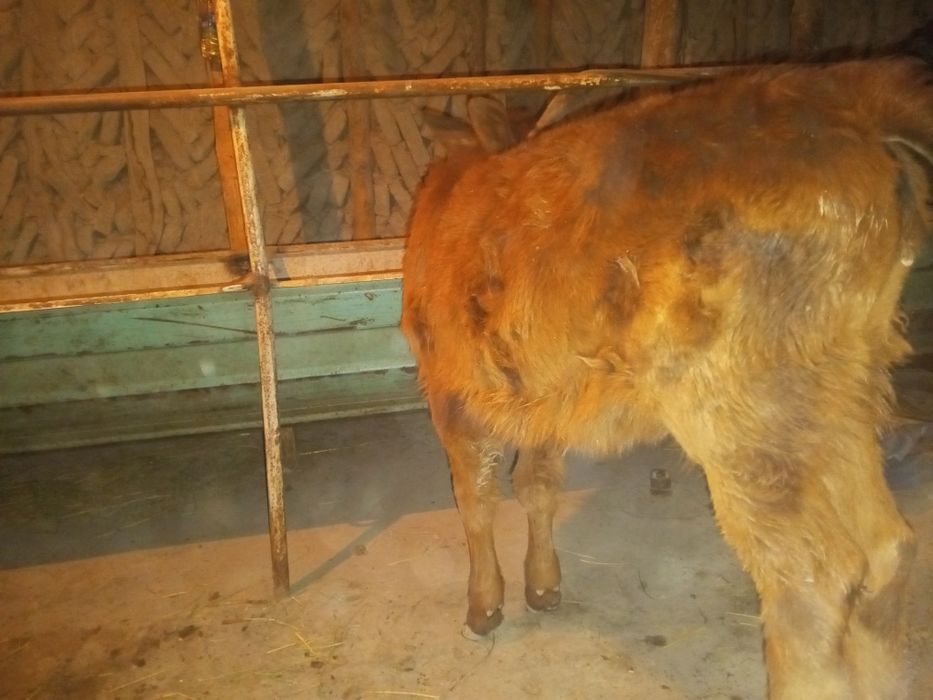 Ona bola sigir sotiladi.