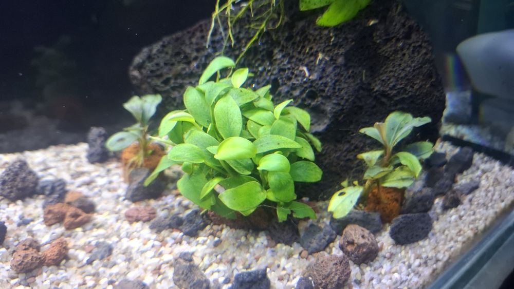 74L Natural Akvarium Komplekt, Sump Sistemali, Tayyor