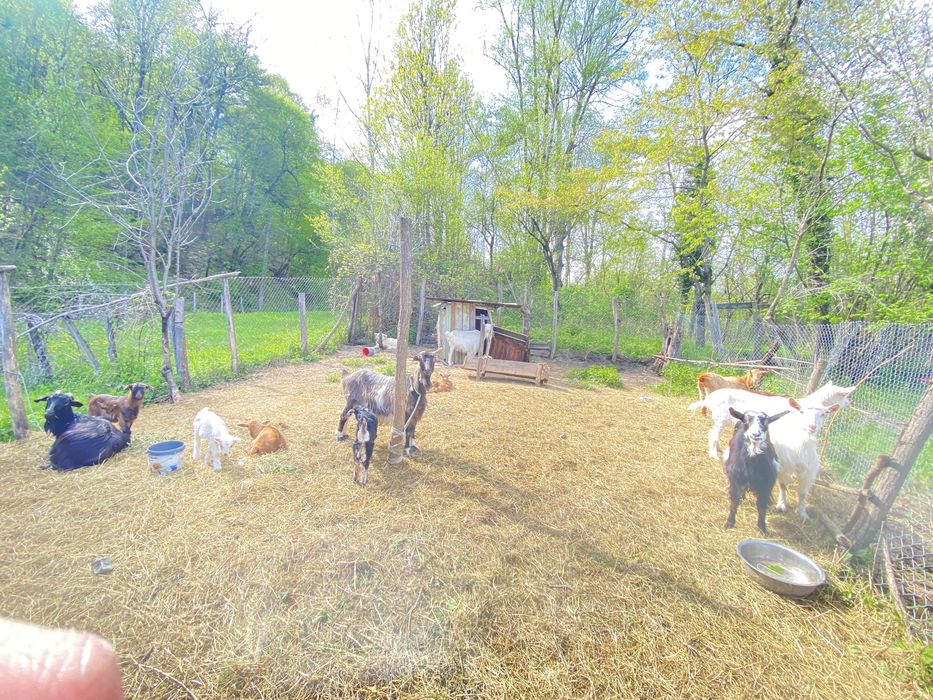 Vând  7 capre,8 iezi