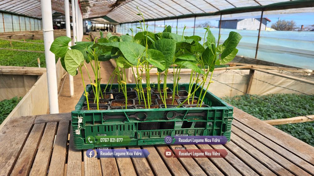 Rasad rosii ardei castraveti vinete salata varza | Rasaduri Legume