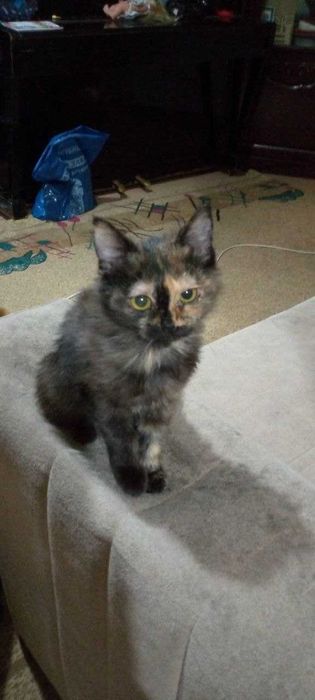 Маленькие котята