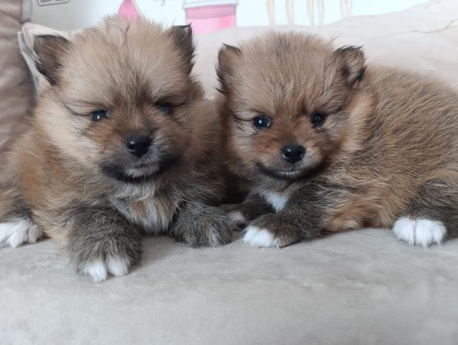 Продажа щенков шпиц