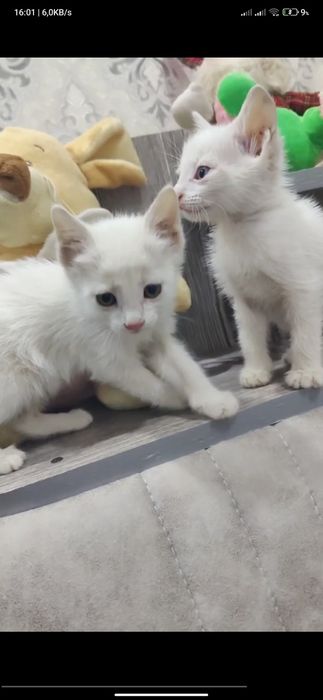 Alen Delon gomoseksualizm