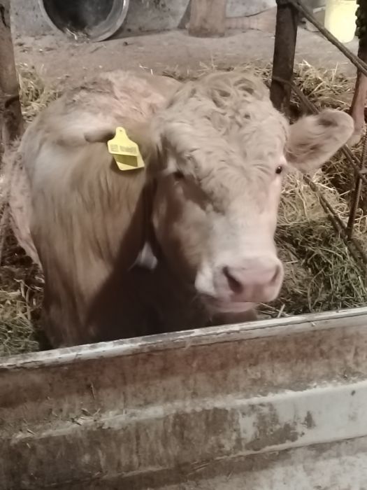 Buqacha sotiladi srochna