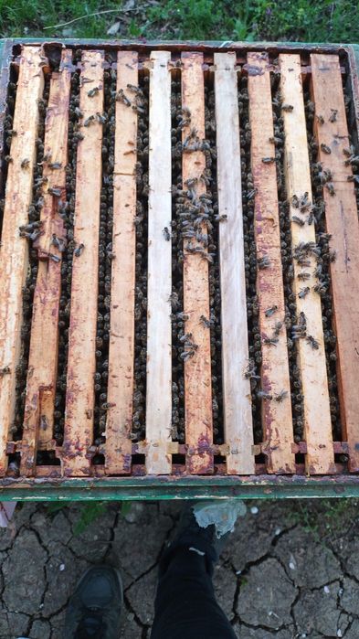 Vând stupi de albine