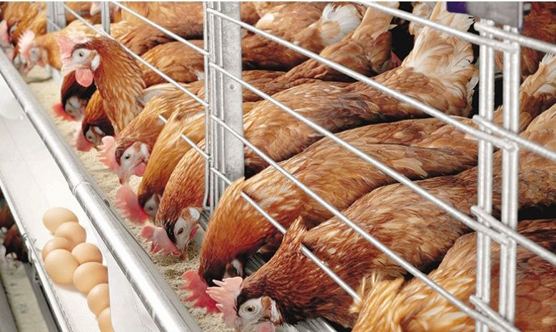 Хлорелла для птицеводство