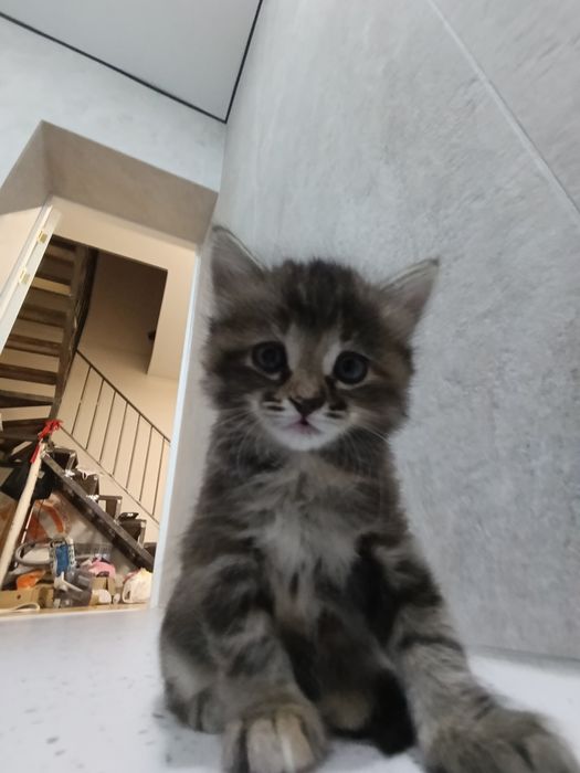 Отдам котят в добрые руки