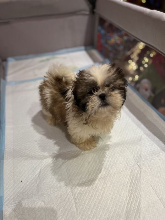 Shih tzu fetita alb cu maro