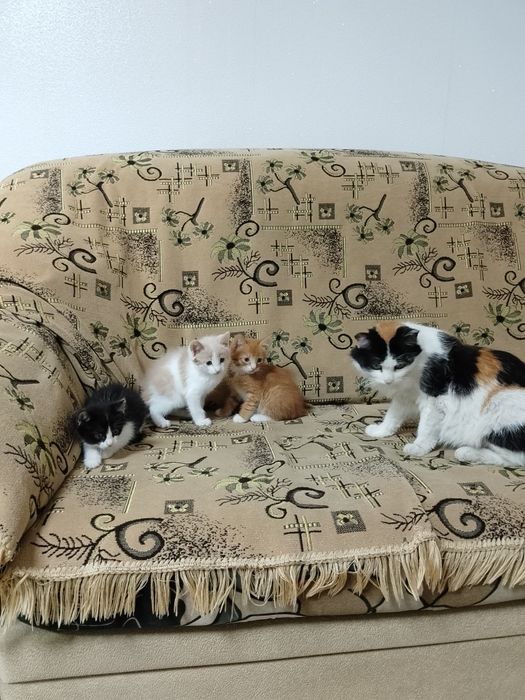 Продам домашних котят
