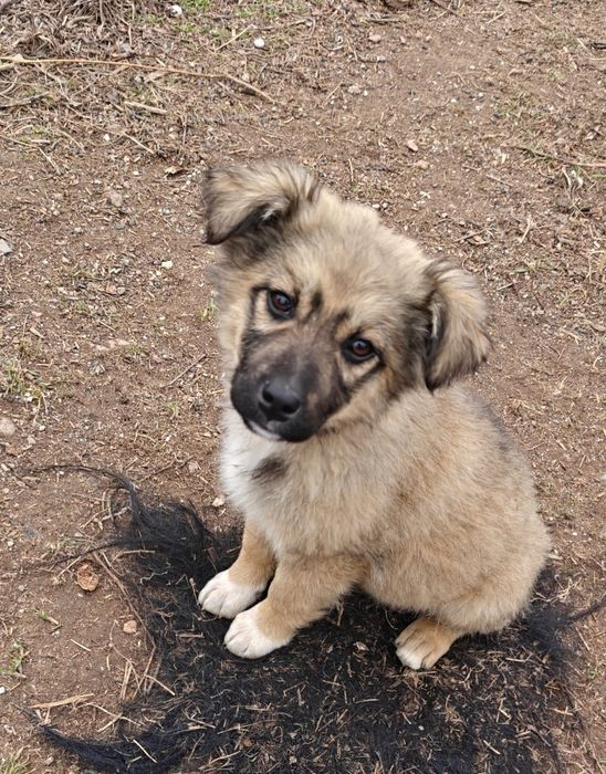 Щенки в хорошие руки