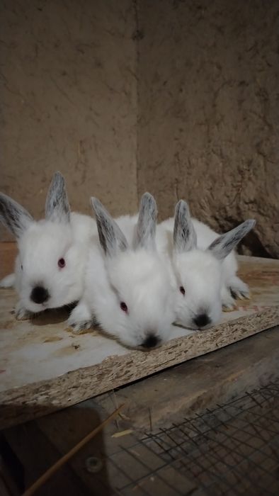 Quyon bolalari sotiladi