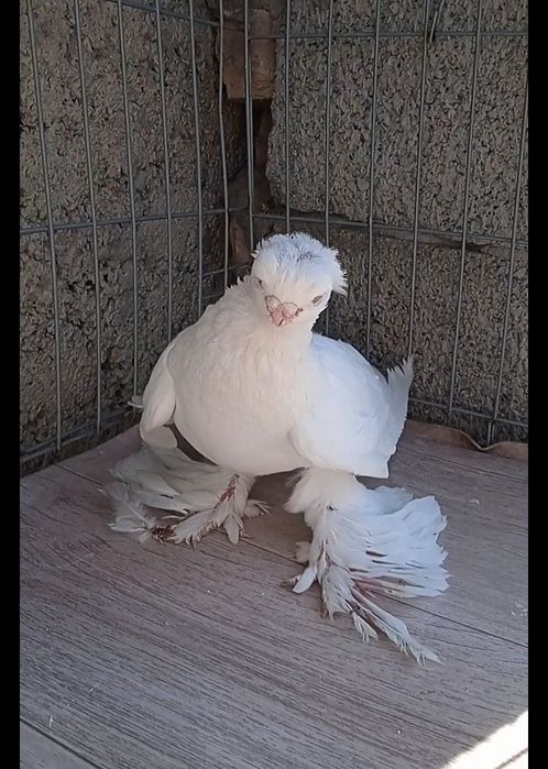 Гульбодам самец молодой