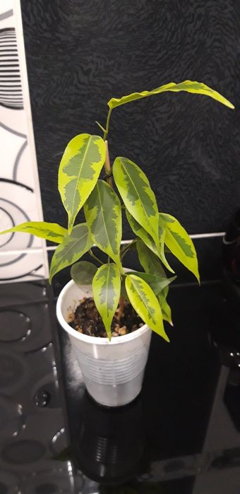 Детки фикуса Бенджамина