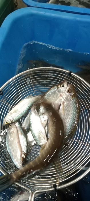 Живец Малёк сарга чабак