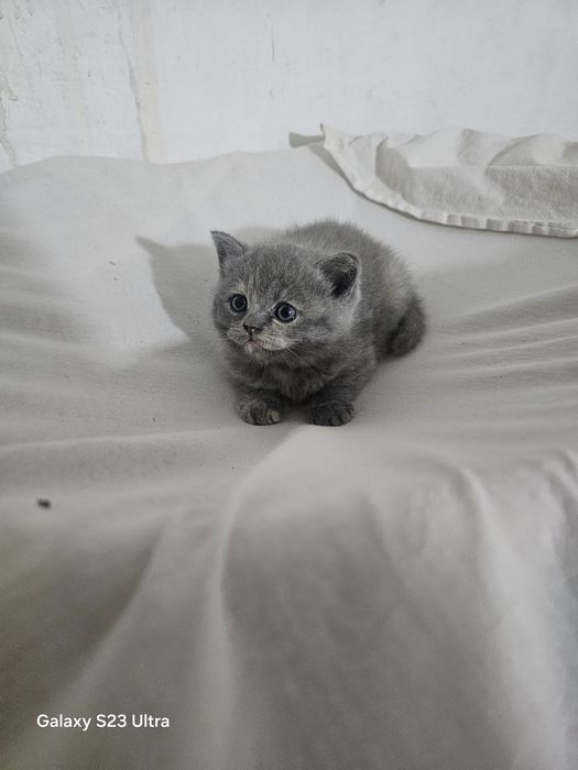 Продаю кошек пародистые