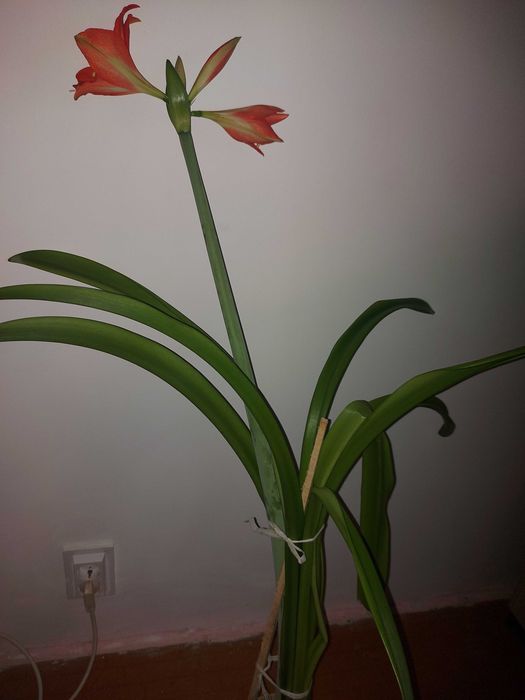 Crin portocaliu in ghiveci