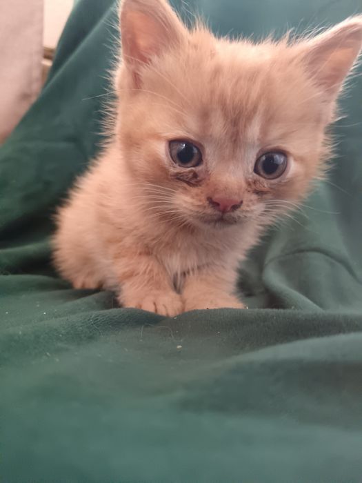Отдам котят. Кушают всё