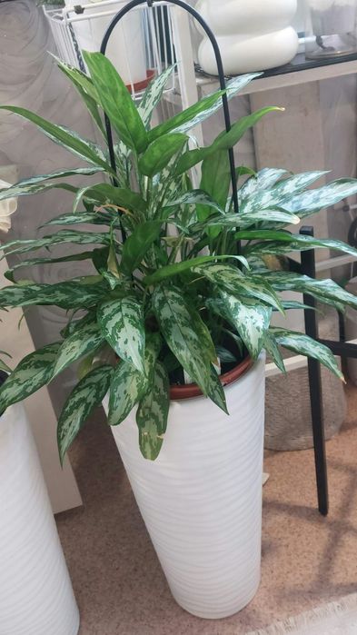 комнатные цветы для гостиной