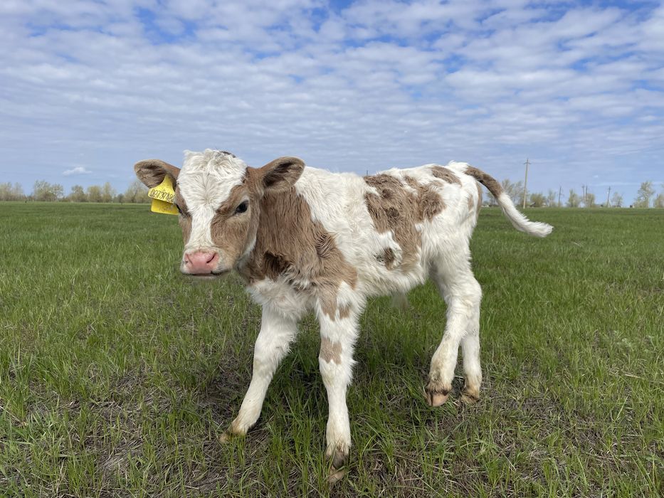 Бычок 2-х недельный