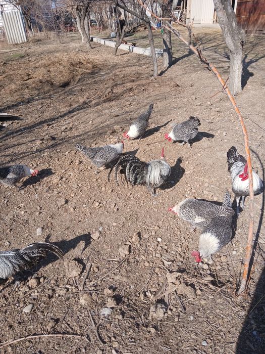 Брекель серебро семейка