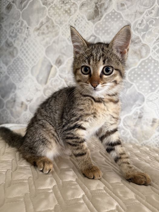 Отдам котят в добрые руки)))