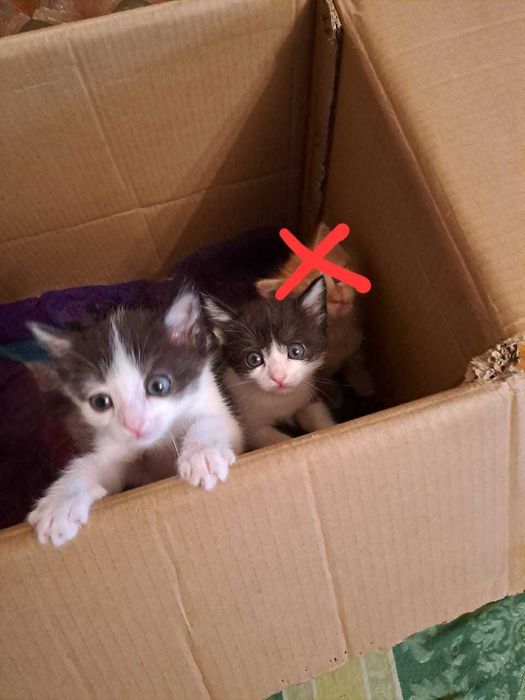 Отдам   умненьких и ласковых котят